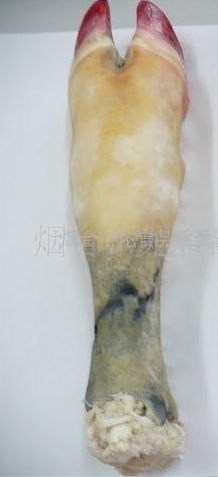 冷冻牛蹄牛杂批发