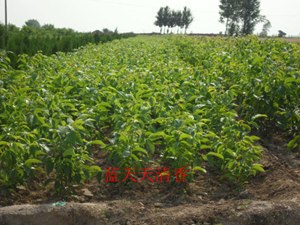 石灰窑卸灰机供应厂商/石灰窑卸灰机厂家哪家好
