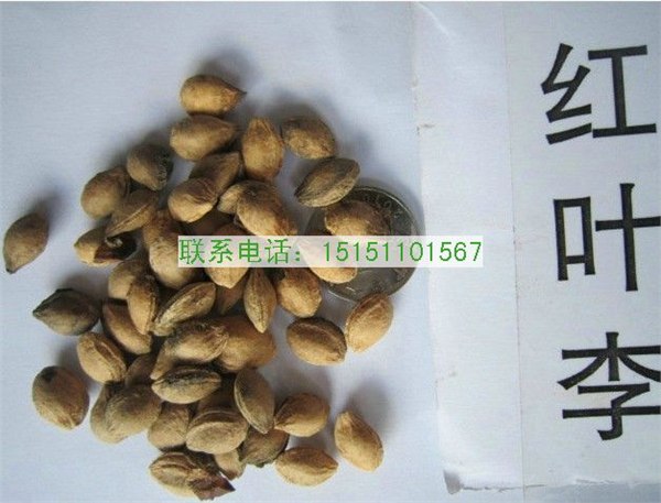 红叶李种子_红叶李种子价格_紫叶李种子_种植