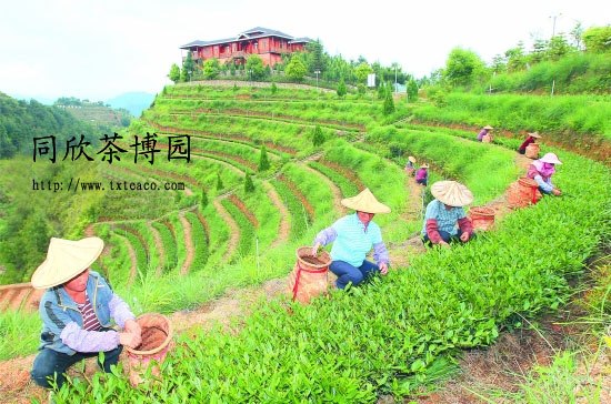 同欣茶叶加盟/同欣茶业招商加盟茶叶批发/茶叶品牌
