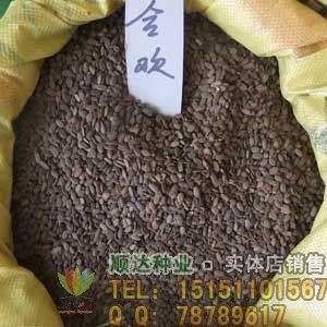 合欢种子_合欢种子价格_金合欢种子_合欢种子种植