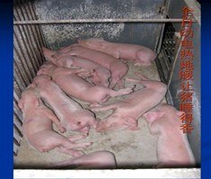仔猪保育栏|专业提供仔猪保育栏|仔猪保育栏费用|河南仔猪保育栏