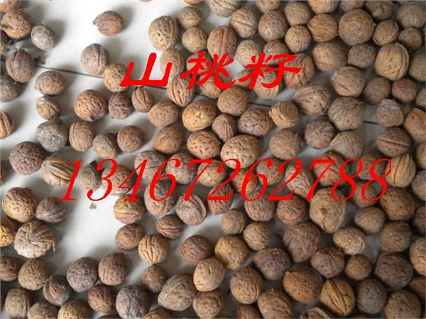 低价供应山桃核/山桃核价格/山桃核批发/山桃核现货