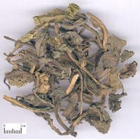 供应大青叶提取物