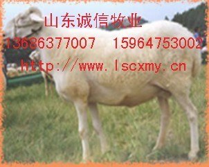 供应山东小尾寒羊交易市场梁山畜牧局小尾寒羊外调基地
