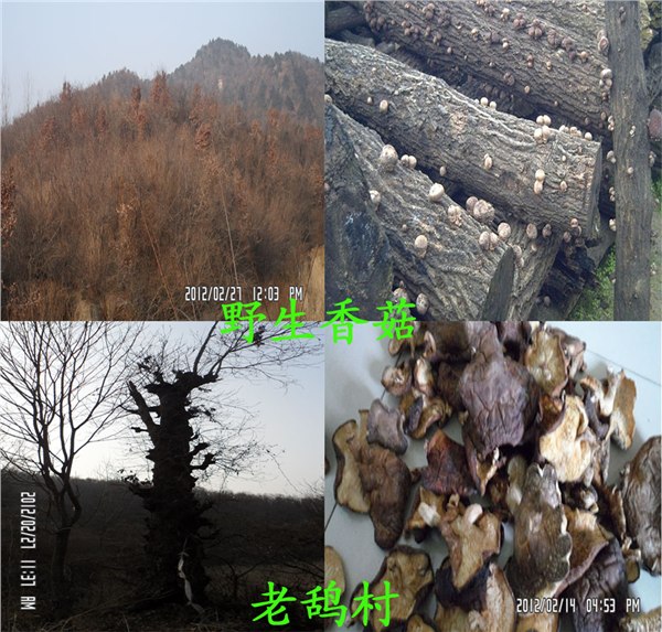 供应【老鸹村】野生香菇｜深山特产｜农户直销