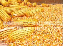 供应东北玉米价格走势