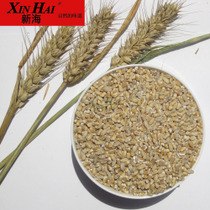 供应小麦批发