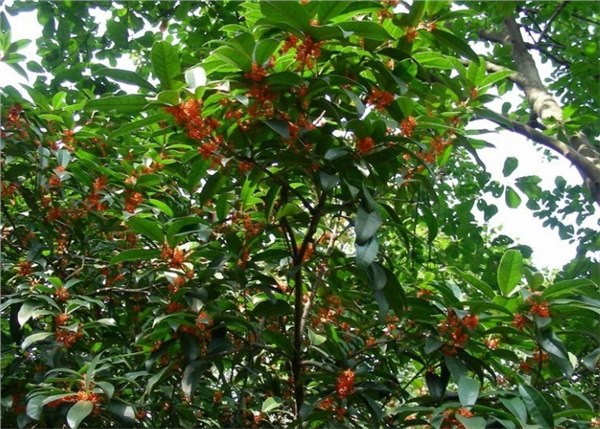 丹桂小苗,湖南丹桂苗,火红状元红丹桂小苗