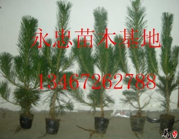 供应白皮松 油松 侧柏 花椒 国槐 刺槐 花椒苗 柳树苗