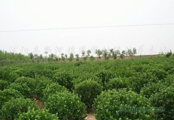 供应蜀桧塔柏北京桧龙柏