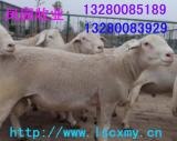 供应肉牛羊供求种牛羊供求牛羊供求价格求牛羊供求品种
