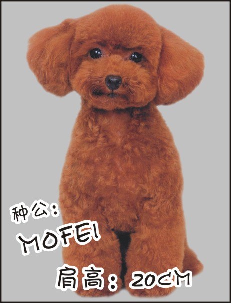 襄樊泰迪
