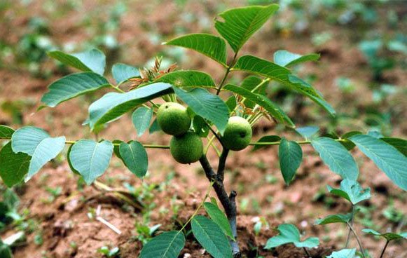 供应核桃苗 核桃苗种植基地 品种核桃苗