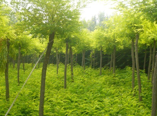 供应果树苹果树，紫叶李，山杏树，刺槐