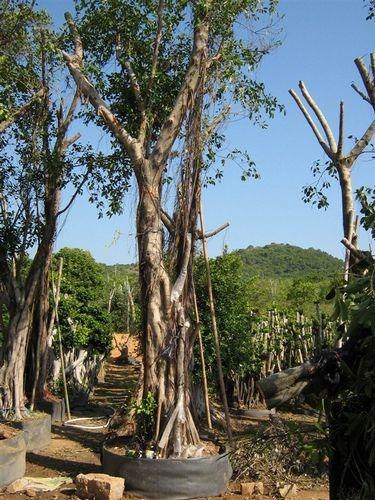 [中闽]漳州小叶榕 漳州小叶榕最新价格  小叶榕报价 小叶榕