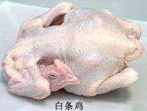 供应童子鸡