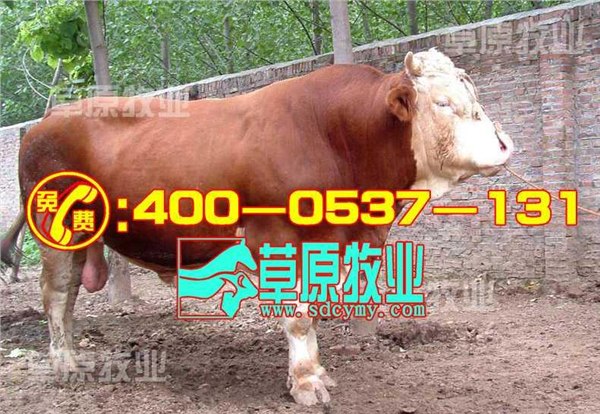 供应肉牛犊养牛方法山东养牛场肉牛基地肉牛行情养牛技术怎样养牛