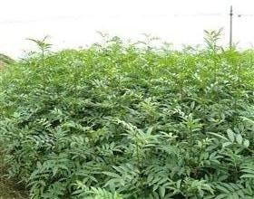 重庆花椒苗，重庆花椒树，垫江影泽大量出售优质花椒树