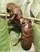 农业养殖致富项目：山东裕恒供应金蝉卵枝 2013年火爆预定中