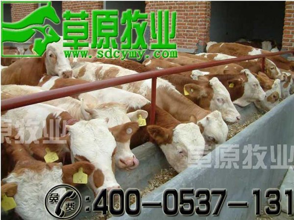 供应万头西门塔尔牛种羊肉驴品种改良肉羊草原牧业为您指导养殖