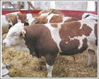 江西肉牛养殖厂_江西肉牛的价格_江西肉牛养殖视频