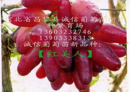 供应西安红提葡萄苗