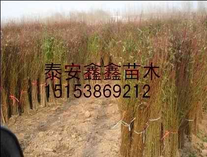 大量供应桃树实生苗香椿苗鑫鑫苗木