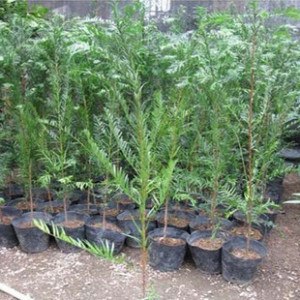 供应广玉兰种子，紫玉兰种子，樱花种子等