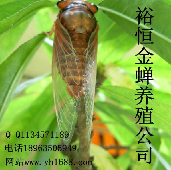 裕恒特种养殖致富项目 金蝉养殖。小本投资，闲置林木赚钱！