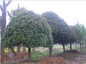 桂花苗  桂花树  桂花树的价格  桂花苗价格 八月桂花香 1391233912