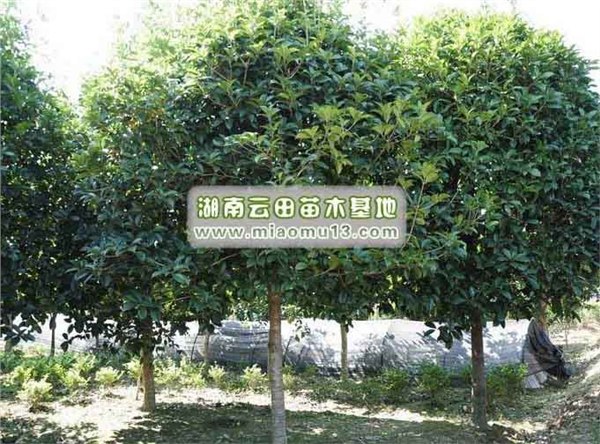 40公分香樟树价格|15公分香樟树的价格|云田苗木最低价