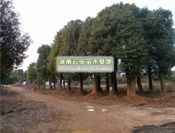 湖南香樟树基地|香樟树报价|云田苗木基地最优价