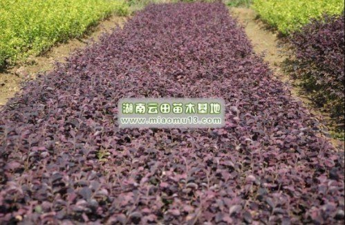 红花继木价格|红花继木的资料|云田苗木基地最齐全