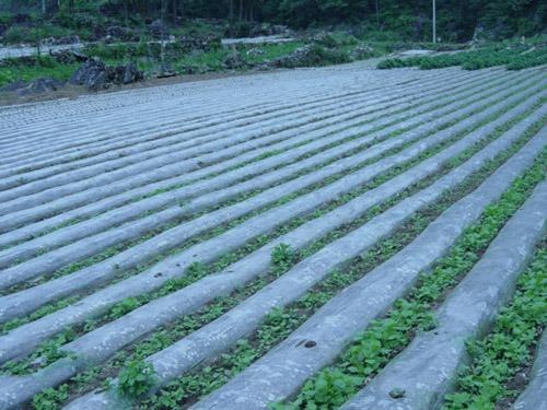 温室大棚膜 温室大棚膜厂家 河北温室大棚膜 中国温室大棚膜