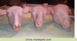 供应大批发冷冻羊蝎子羊头羊腰羊棒骨羊脂肪羊肉羊蛋鸭爪鸭脖子