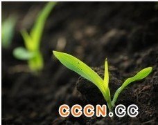 石家庄园林绿化植物肥价格|求购园林绿化肥
