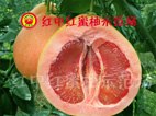 红皮红肉蜜柚”培育专利，专利号：201010197381.9
