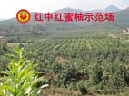 平和县红中红蜜柚专业合作社.红皮红肉蜜柚独家培育专利