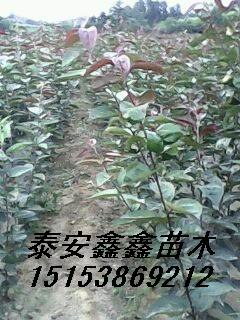 山东绿化苗紫薇苗紫荆苗栾树苗泰安鑫鑫苗木