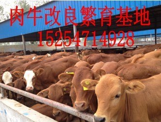 供应肉牛黄牛小黄牛价格_中国牛羊牧业批发小牛