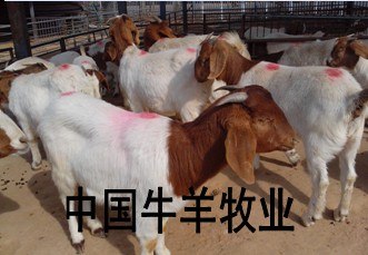 供应山羊波尔山羊浙江山羊养殖场湖州的山羊多少钱