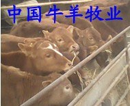 供应鲁西黄牛小黄牛小牛多少钱一头临海肉牛养殖场