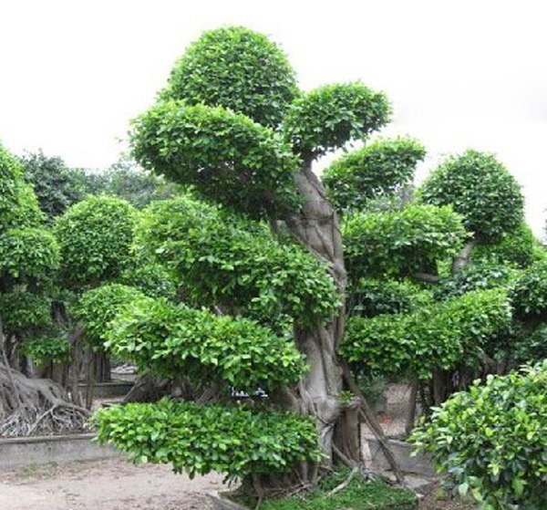 红豆杉漳州红豆杉批发市场在那里