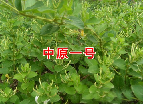 金银花制造商/金银花厂家/凯宝金银花/河南金银花制造商