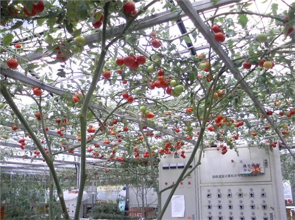 花盆种菜 阳台种菜 阳台种菜设备 阳台菜园 家庭农场