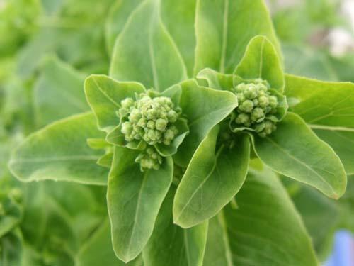 阳台种菜设备 无土栽培设备 家庭园艺 家庭种菜 箱式阳台种菜