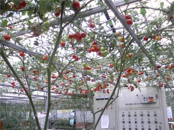 阳台菜园 阳台种菜设备 阳台种植设施 无土栽培 阳台种菜