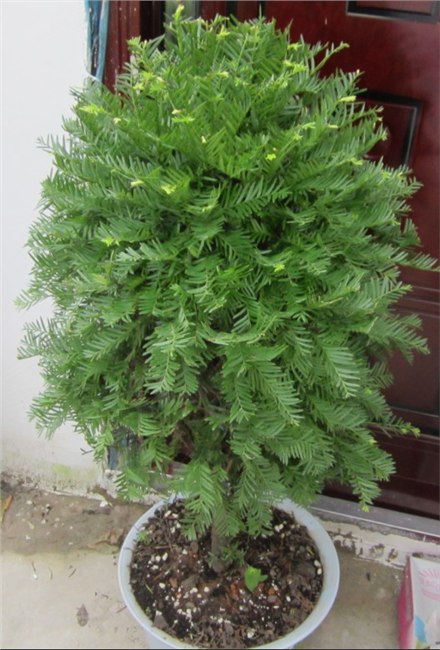 福州桂花苗木供应    福州茶花栽培    福州红花继木