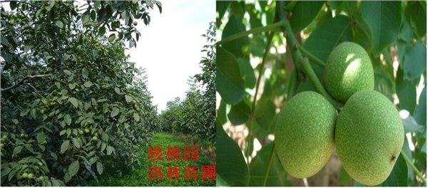 【洛林苗圃】陕西去哪买核桃苗|山西核桃苗报价|山东核桃苗商家